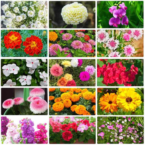 Beautiful Mixed Garden Flowers Collection – Premium Seasonal Flower Images & Varieties(Buy 1 Get 1 Free)